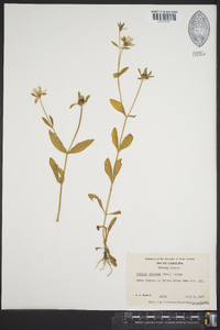 Sabatia calycina image