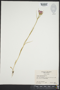 Sabatia gentianoides image