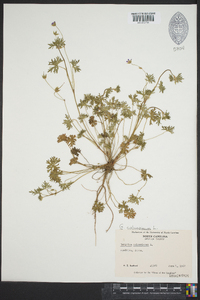 Geranium columbinum image