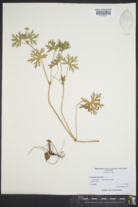 Geranium dissectum image