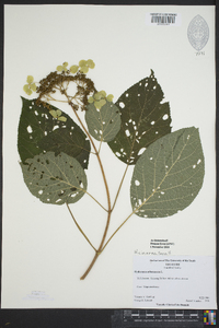 Hydrangea cinerea image