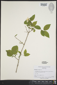 Philadelphus hirsutus image