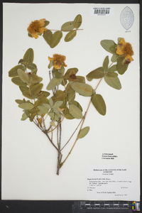 Hypericum frondosum image