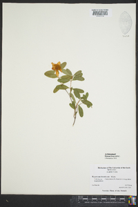 Hypericum frondosum image