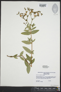 Hypericum nudiflorum image