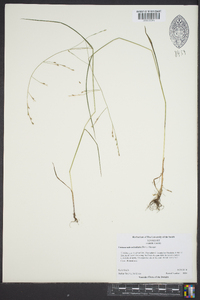 Festuca subverticillata image