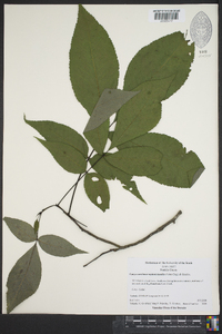 Carya carolinae-septentrionalis image