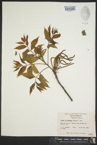 Carya illinoinensis image