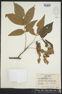 Carya myristiciformis image