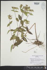 Pycnanthemum muticum image