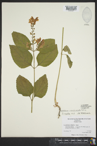 Scutellaria pseudoserrata image