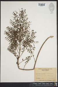 Trichostema dichotomum image