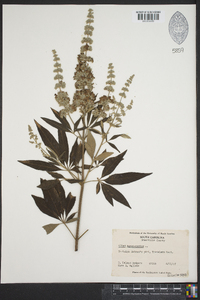 Vitex agnus-castus image