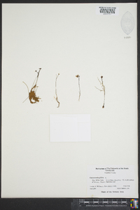 Utricularia gibba image