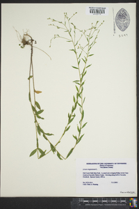 Linum virginianum image