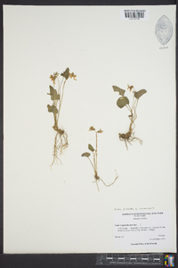 Viola palmata image