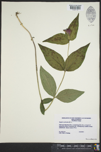 Spigelia marilandica image