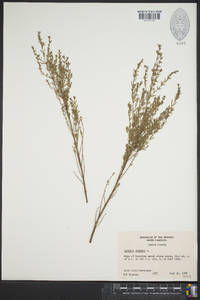 Lythrum lineare image