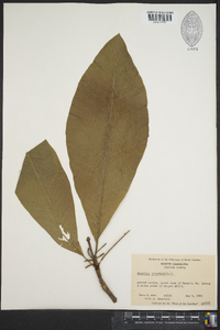 Magnolia tripetala image