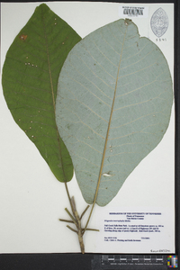 Magnolia macrophylla image