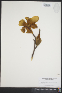 Magnolia virginiana image