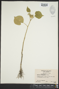 Abutilon theophrasti image