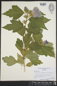 Hibiscus syriacus image