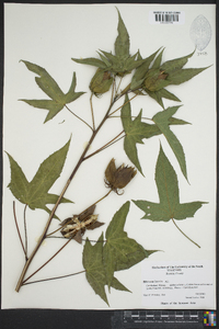 Hibiscus laevis image