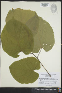 Tilia americana var. heterophylla image