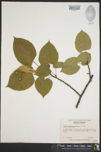 Tilia americana var. heterophylla image