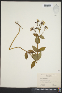 Rhexia virginica image