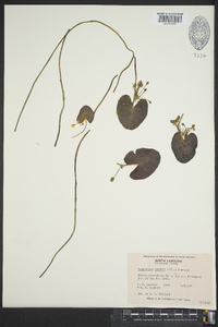 Nymphoides cordata image