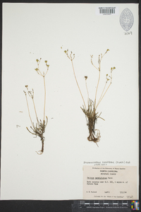 Phemeranthus teretifolius image