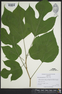 Broussonetia papyrifera image