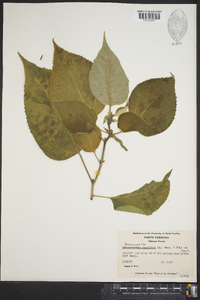 Broussonetia papyrifera image