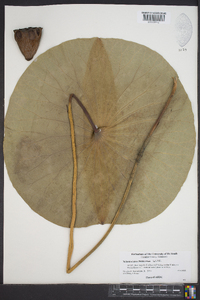 Nelumbo lutea image