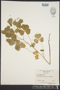 Oxalis grandis image