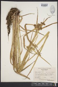 Cyperus virens image