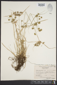 Cyperus retrorsus image