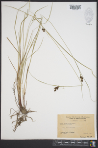 Carex caroliniana image