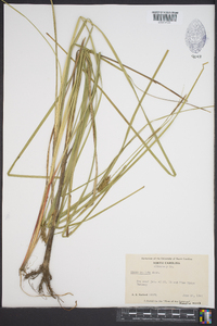 Carex bullata image