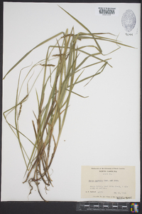 Carex oxylepis image