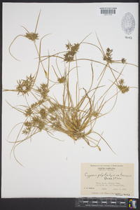 Cyperus polystachyos image