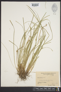 Carex jamesii image