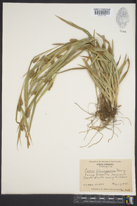 Carex flaccosperma image