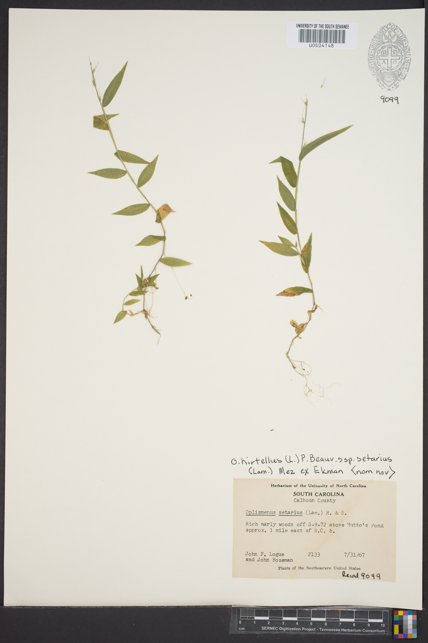 Oplismenus hirtellus subsp. setarius image