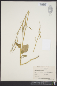 Raphanus raphanistrum image