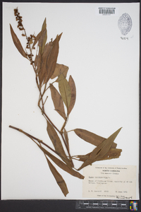 Rumex verticillatus image