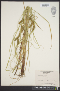 Carex baileyi image