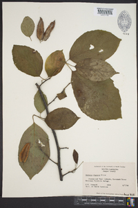 Halesia diptera image
